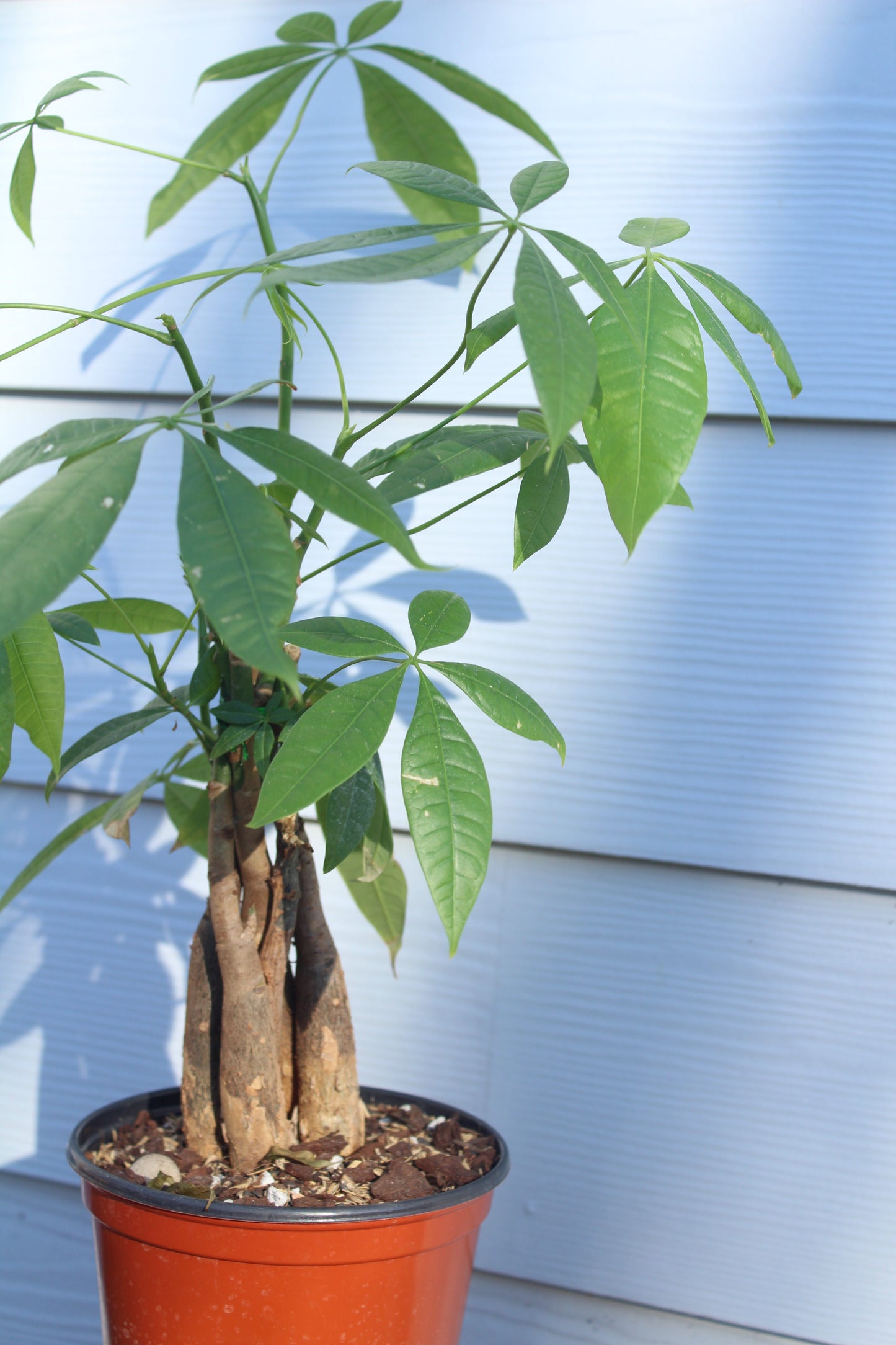 Braided Money Tree || Pachira Aquatica