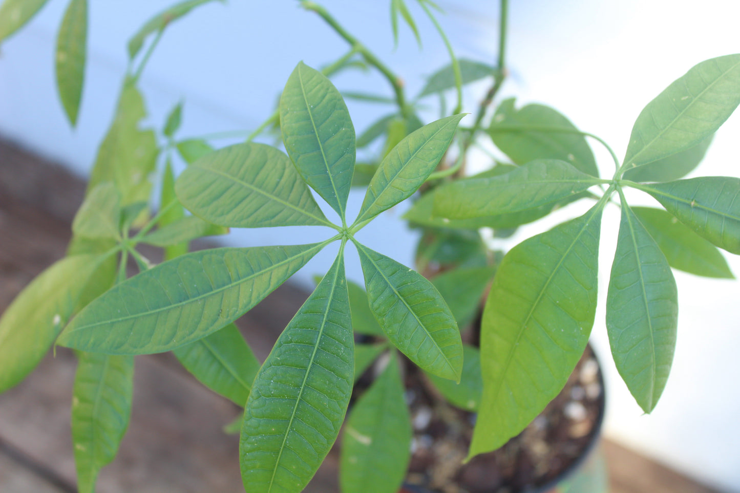 Braided Money Tree || Pachira Aquatica