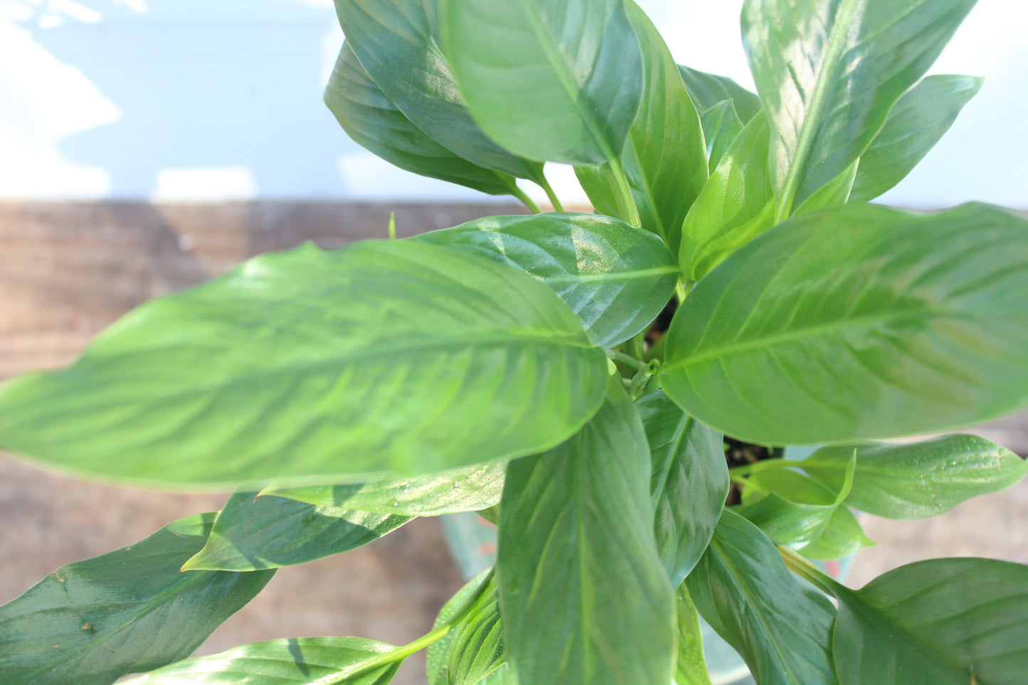Peace Lily || Spathiphyllum