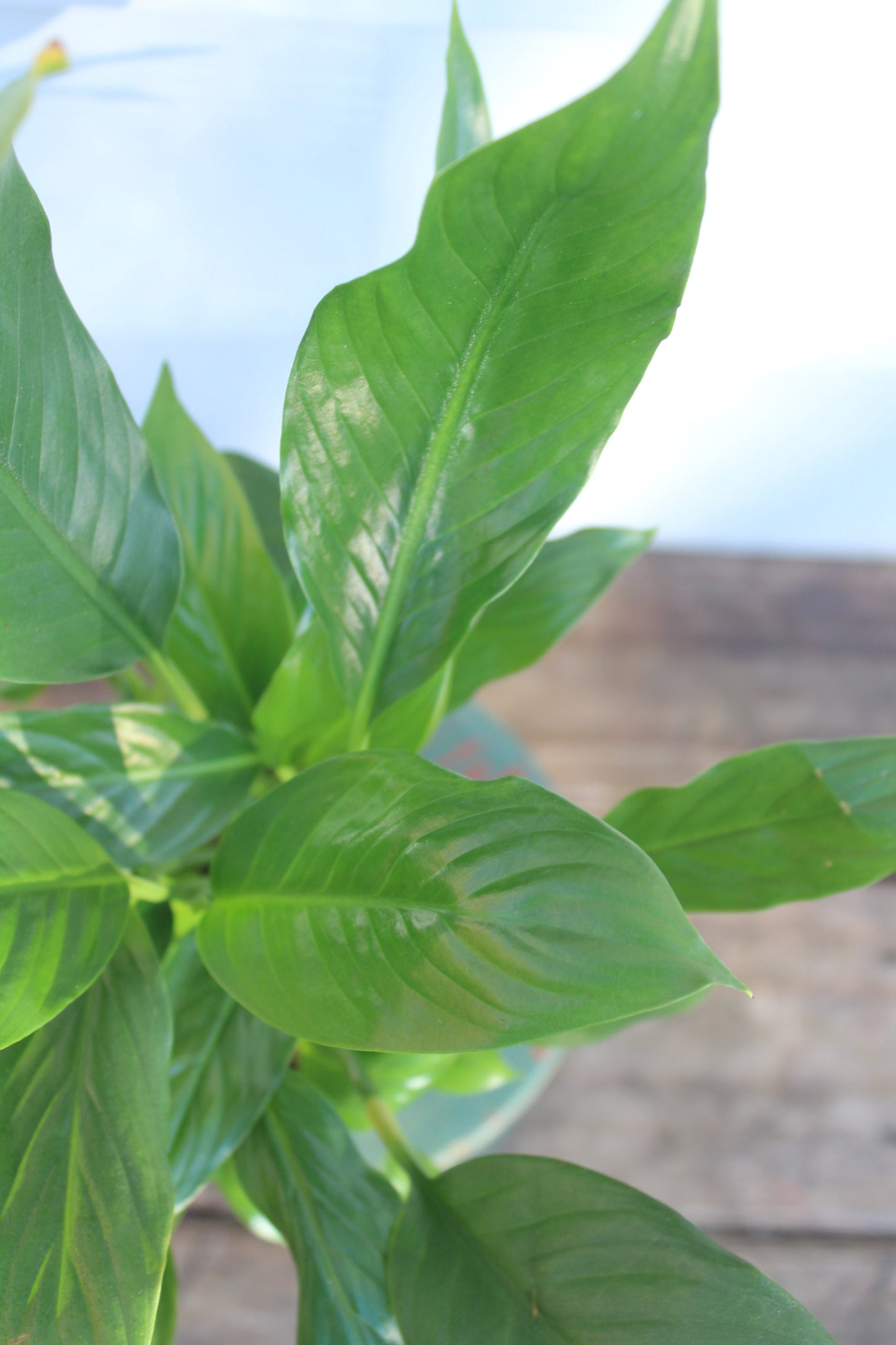 Peace Lily || Spathiphyllum