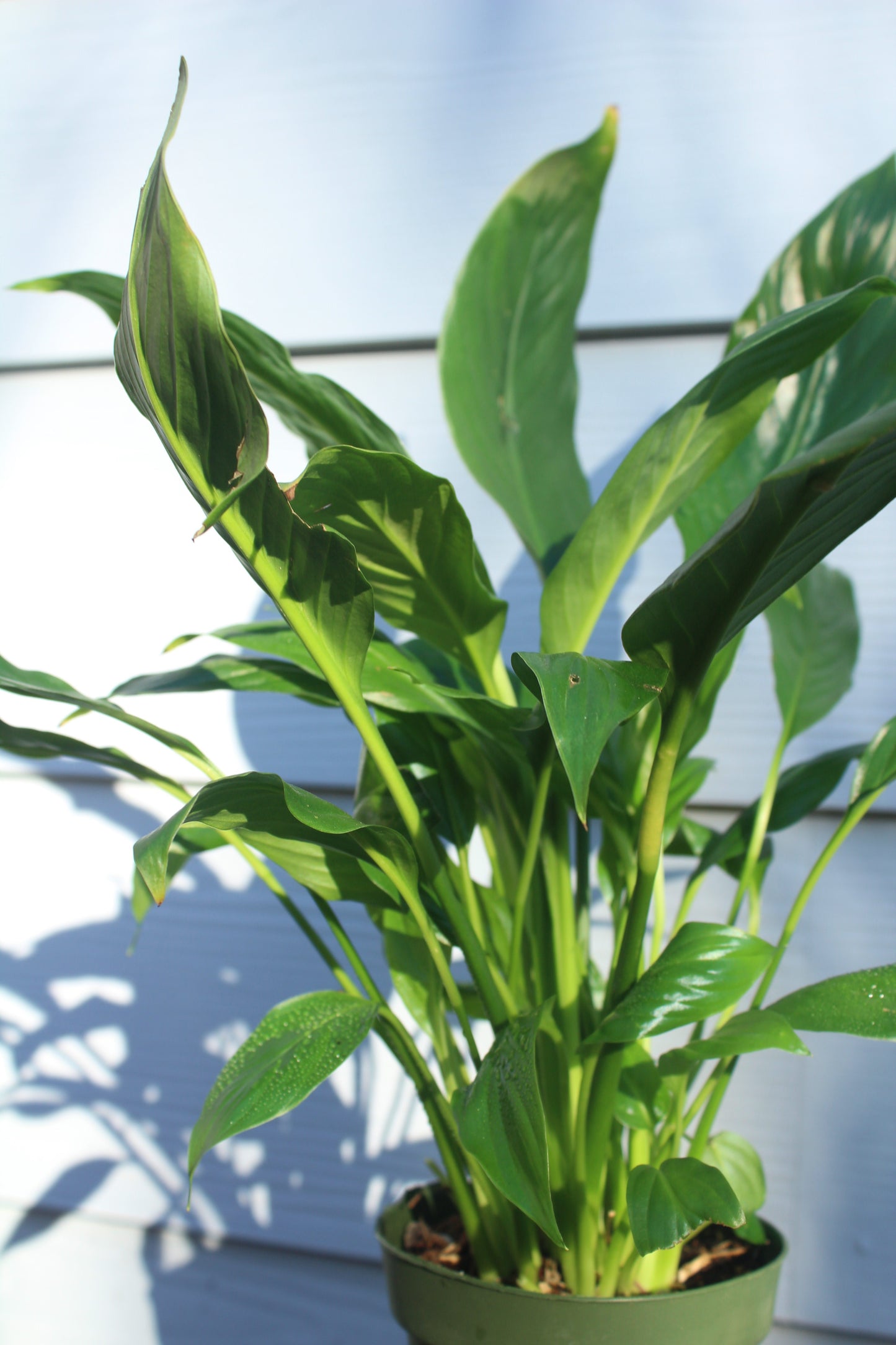 Peace Lily || Spathiphyllum