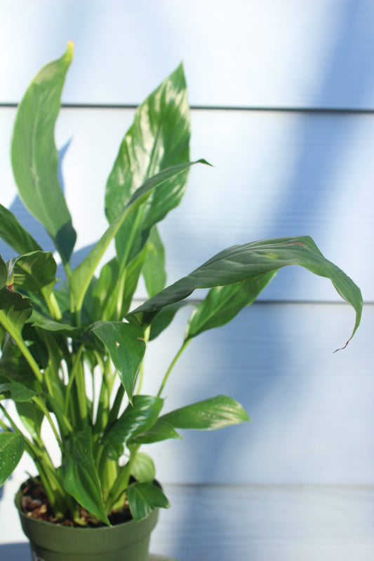 Peace Lily || Spathiphyllum