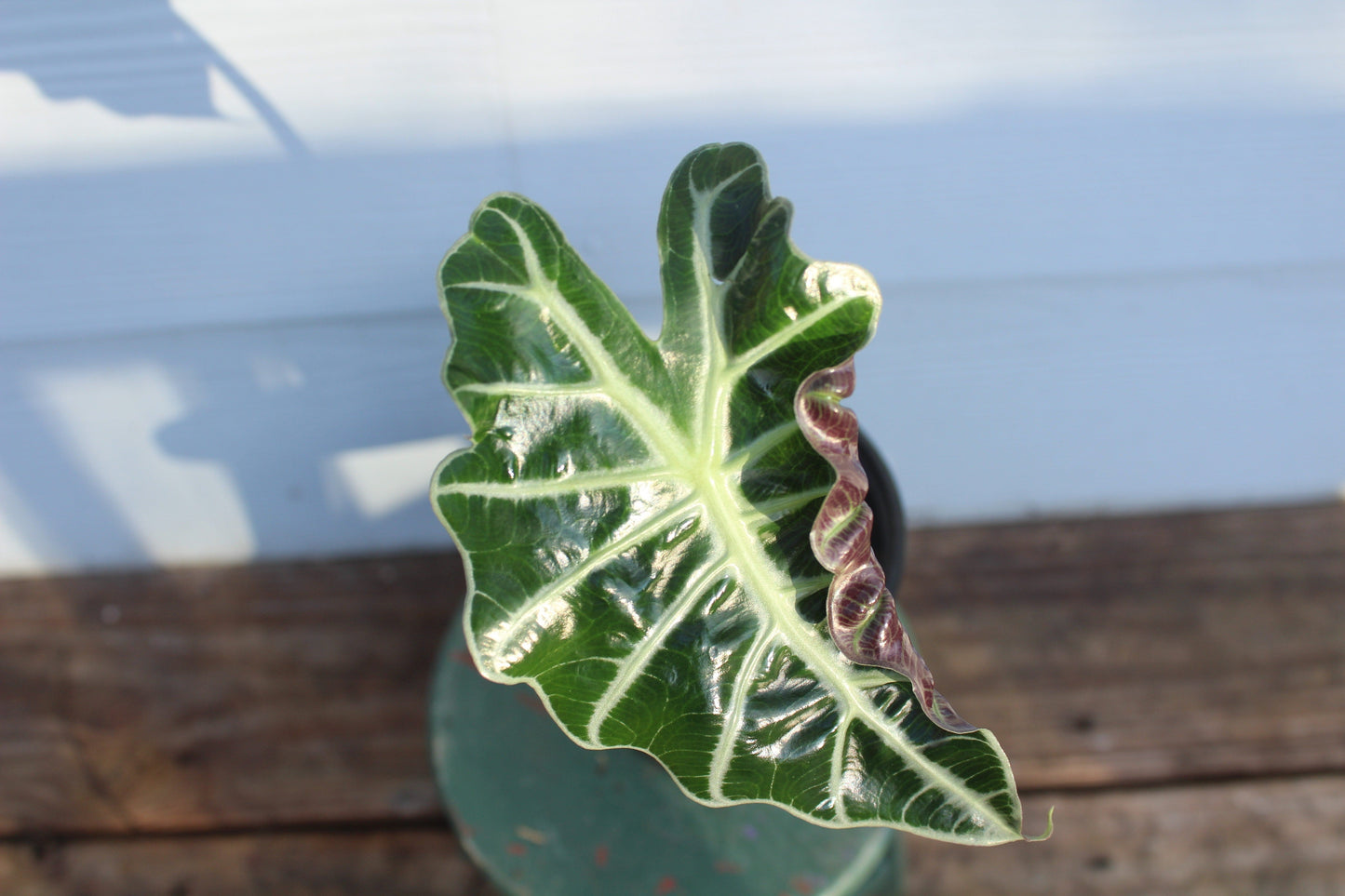 African Mask || Alocasia Poly