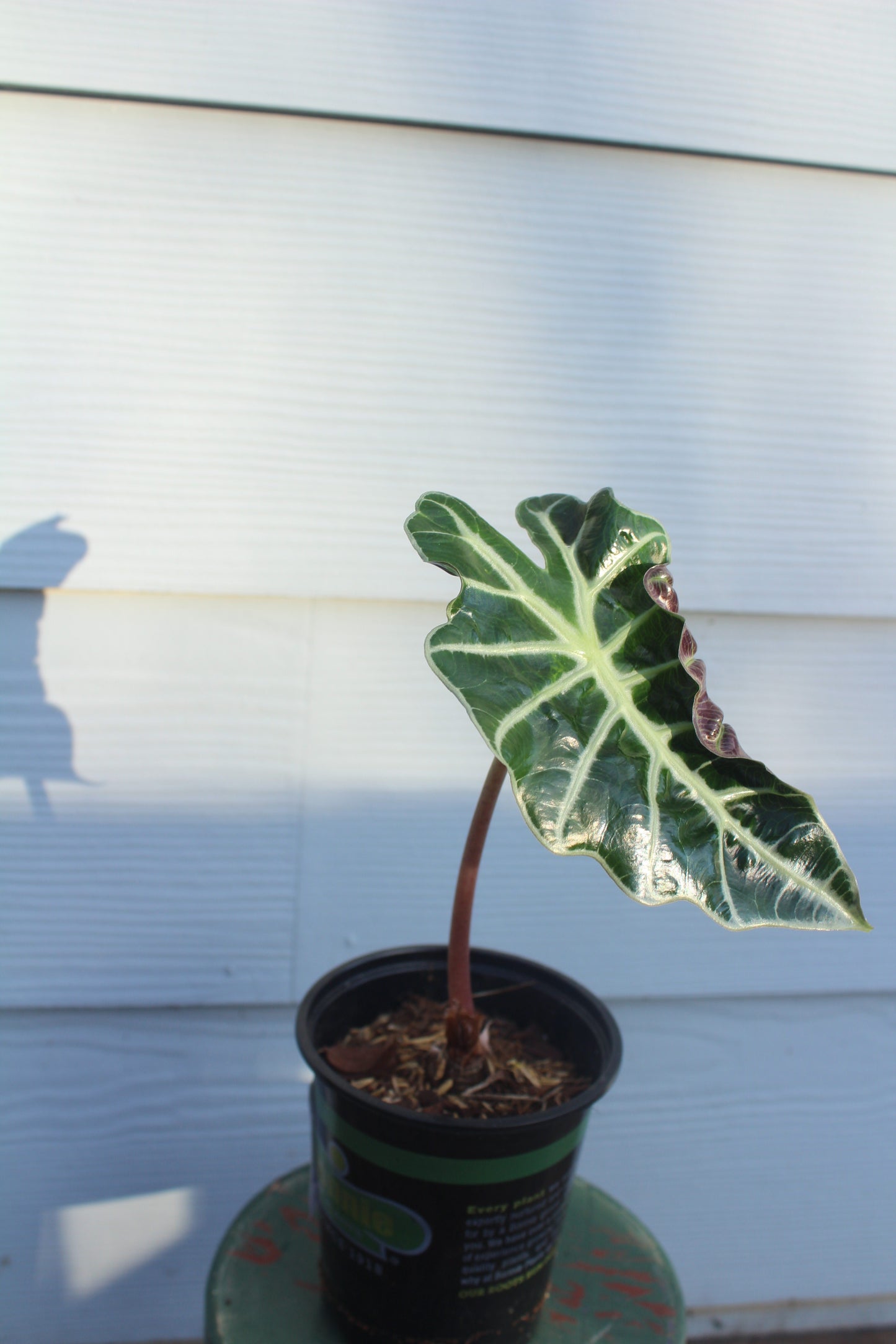 African Mask || Alocasia Poly