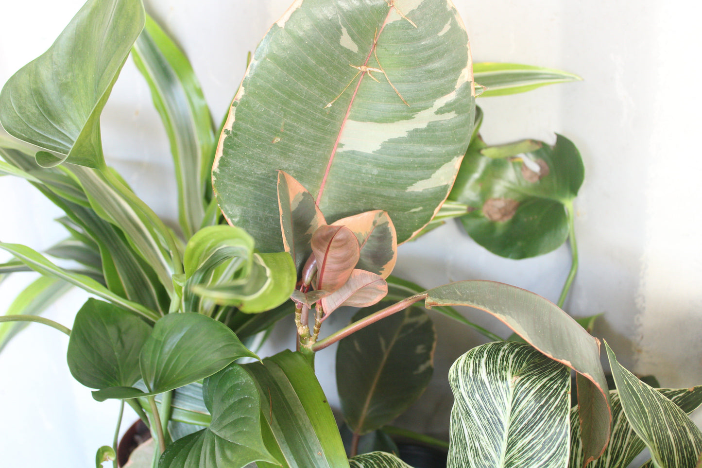 Variegated Rubber Tree || Ficus Elastica 'Tineke'