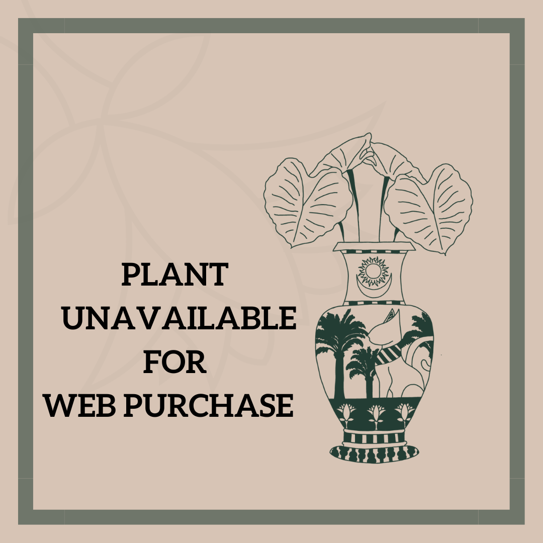 Braided Money Tree || Pachira Aquatica